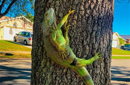 Invasive iguanas could fall from trees during Florida’s end-of-year cold snap