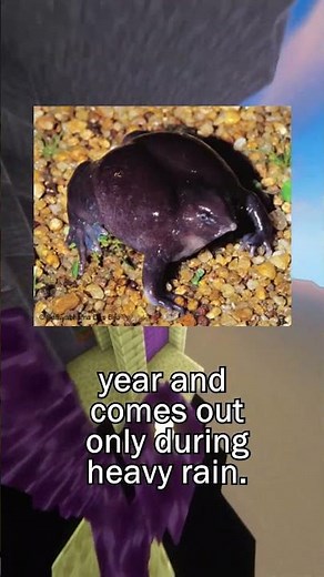 The Hidden Life of India’s Purple Frog 🐸