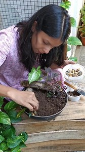22K views · 2.3K reactions | Diy - Mini garden in kadhai Wearing - @iymbulan | Plant it out | Facebook