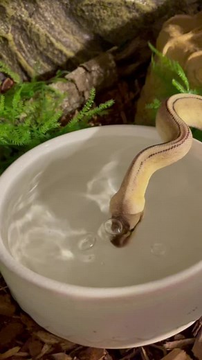 Lucifer figured out how to blow bubbles today #snake #foryou #ballpython