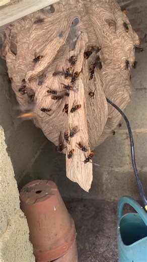 Observation d'un nid de frelons en pleine chaleur