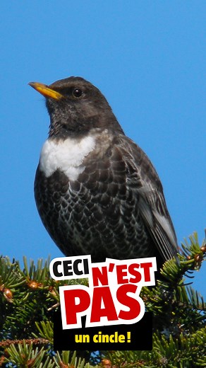 Cincle plongeur ou merle à plastron ? Découvrez comment distinguer ces deux oiseaux ! 🙂 | La Salamandre