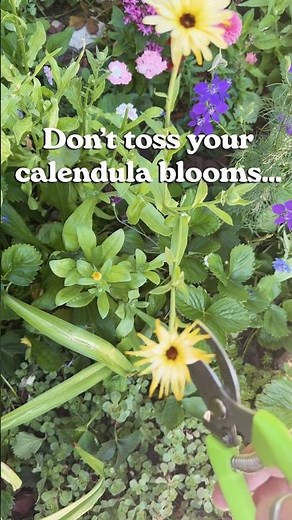 Don’t Toss Your Calendula Blooms! 🌼 Make Herbal-Infused Oil at Home