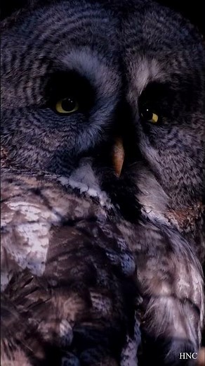 Different Owl sounds at night. 9 hours of owls hooting *hoot* *hoot* to relax