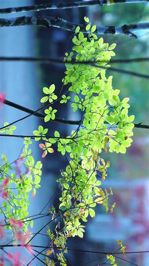 バイカツツジ紅葉