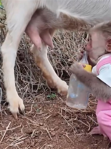 Baby Monkey Shops for Carrots Alone