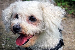 Are Bichon Frise Good With Kids: Yes, No and Maybe - And Here Is Why | Fluffy Dog Breeds