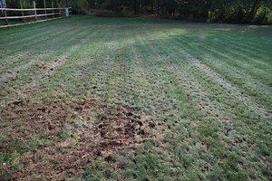 Should I Kill My Lawn & Start Over? Exploring Renovation vs. Aerating & Seeding