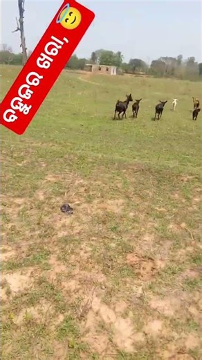 ବହୁଜର ଖରା #ଶର୍ଟ ଭିଡ଼ିଓ ଓଡ଼ିଆ