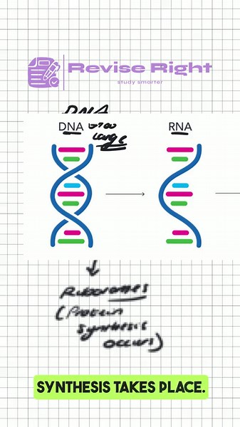 Revise Right on TikTok