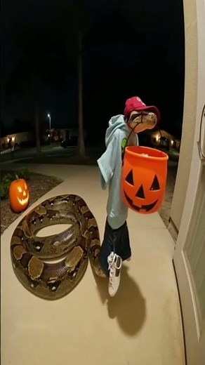 Stylish Snake in a Shirt and Hat 😎 | Viral Funny Short!"