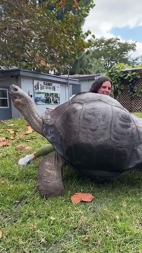 358K views · 1.9K reactions | This Giant Galapagos tortoise  is 107...