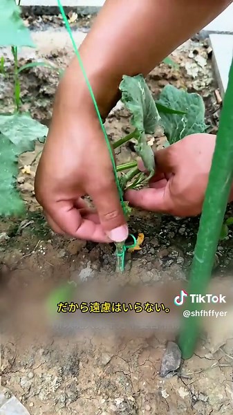 栽培技術で収穫量を増やす方法