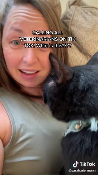 Veterinarian Assistance Needed for Cat's Skin Condition