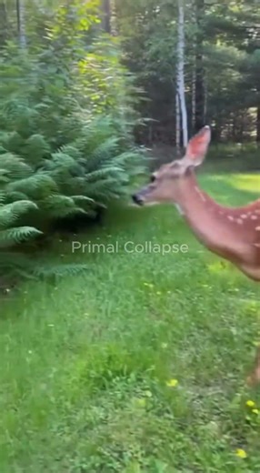 Young Deer Escapes Bear Cub | Forest Wildlife POV