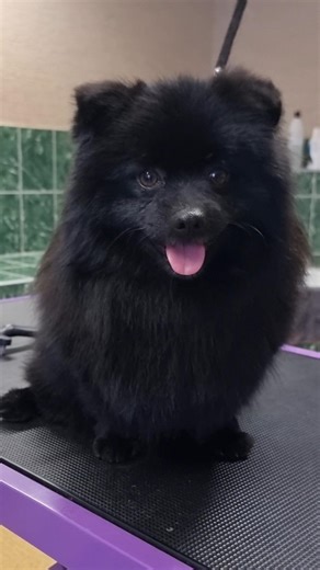 BOO Cut Disasters: What Every Pomeranian Owner Needs to Know!