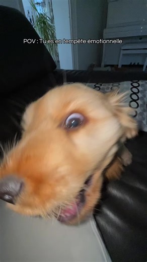 Emotional Storm: The Life of a Cocker Spaniel Puppy