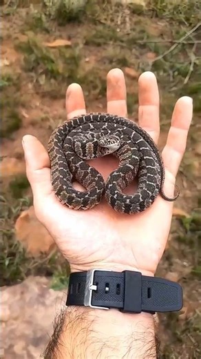 Incredible animal Transformations!