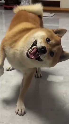 Owner with Broken Leg Gets HILARIOUSLY Mocked By His Dog