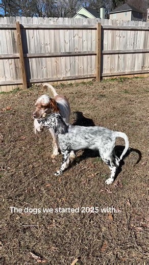 The Amazing Glow-Up of English Setter Puppies