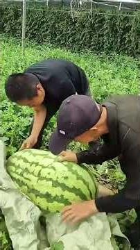Unbelievable Oversized Watermelon #fruit