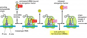 Elongation factor - Alchetron, The Free Social Encyclopedia