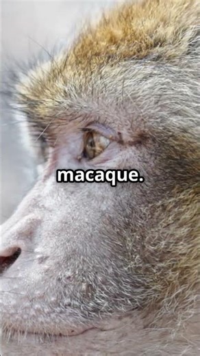 The Barbary Macaques. Unique Monkey. #facts #animals #wildlife