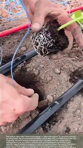 The "Set It and Forget It" Trellising Method for Gardeners