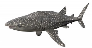 Whale Shark | Characters | Unity Asset Store