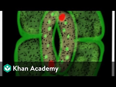 Epidermal Tissue System | Anatomy of Flowering Plants | Biology | Khan Academy