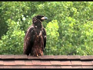 The Eagles of Decorah 2011