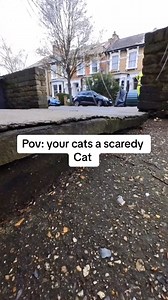 Day in the life of my outdoor cat | Snowy Cat