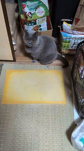 #グルコン酸カルシウム・ゲルの作り方質問多かったし、​預けっぱなしも何なんで書きますね。​グルコン酸カルシウム粉末を​精製水や​水溶性潤滑ゼリーに混ぜて使ったり、もっと本格的にやるなら「カルボキシメチルセルロースナトリウム（CMC）」とかの増粘剤を使います。キサンタンガムの浸透性考えるとそれもよいかもね。ポリアクリル酸だとちょっと性質が変わってくるかもしれません。​ステップ1：粉を溶かす​まずは精製水にグルコン酸カルシウムを溶かします。比率としては、だいたい10%濃度を目指すのが一般的じゃないかなと思います。​ステップ2：ゲル化剤を投入​ここに、さっきのゼリーを少しずつ混ぜていきます。「えっ、ゼリー混ぜるの？」って思うかもしれないけど、これが一番手っ取り早く、かつ肌に触れても安心なベースになるんです。​ステップ3：硬さを調整​プロのこだわりとしては、「垂直の壁に塗っても垂れない」くらいの硬さにすることかもね。パンに塗るジャムくらいのテクスチャーになれば完成＼(^o^)／​現場で使う時の注意点は、​保存はきかない！手作りゲルは防腐剤が入っていないので、すぐ腐ります。使う分だけその都度作る