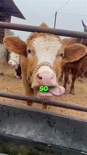 Why Are They Cutting Cow Horns? 😨