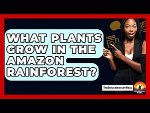 What Plants Grow In The Amazon Rainforest? - The Documentary Reel