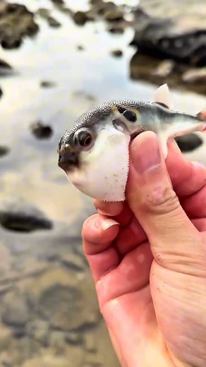 HappyPetArt | He puffed up too much🙈 #Funny #FunnyAnimals #aquarium #PetLover #FYP #Fish #Fishing #PetFails #Fails #FailArmy #Comedy... | Instagram