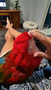 Morning snugs. Most parrots require around 10 hours of solid, dark sleep every night to stay in top shape. Sleep helps regulate their hormones, boost their immune system, and keep their mood in check. Even household noise or light from a TV can disturb their rest, so try giving them a quiet, dark sleep space — they’ll thank you with brighter feathers and better behaviour in the morning! 💤🦜 Parrots in the wild follow the natural sunrise and sunset cycle. In captivity, they rely on us to recreat