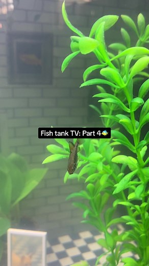 Fish tank TV: Part 4🐠 it’s officially fishy time!!! thankyou so much for all the love and support we’ve received xx it’s seriously means so much. to answer a few questions that some of you may have…. - Tank Cycling🪸 although cycling a new tank can take up to a month or so… the beneficial bacterial treatments we added the heater sped up the process!! we also got the water tested at a local aquarium before adding fish to make sure all the levels were safe😊 - Fish🐟 we’ve started with 6 fish 1 s