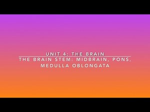 Brainstem: Midbrain, Pons, Medulla Oblongata | Lime the Tutor | Premed Anatomy and Physiology