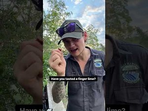 Growing finger limes (Aussie Bush Tucker)