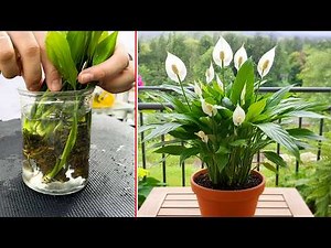 Amazing! Spathiphyllum Wallisii flower: Propagation Techniques