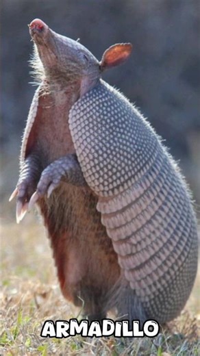 Animals Sounds Like Alien 👽😱 #weirdfacts #weirdanimals #animalsounds #shorts #shortvideo