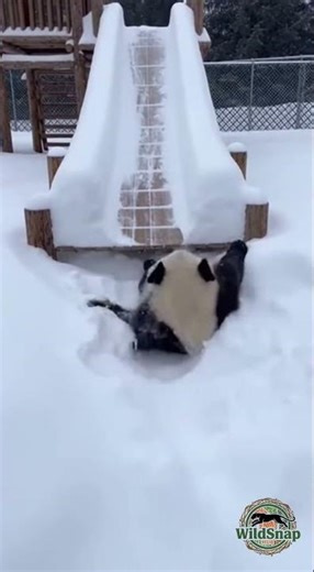 Panda Slides Down Snowy Playground Slide
