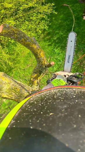 73K views · 1.1K reactions | Chasing limbs in. Ash removal (Ganoderma) #arborist #treework #treeclimbing #chainsaw #arbortec | Arbortec Forestwear | Facebook