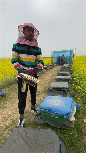 The Sweet Process of Harvesting Honey | FoodStuff
