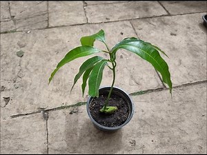 Hoe kweek je een eigen mango boom?