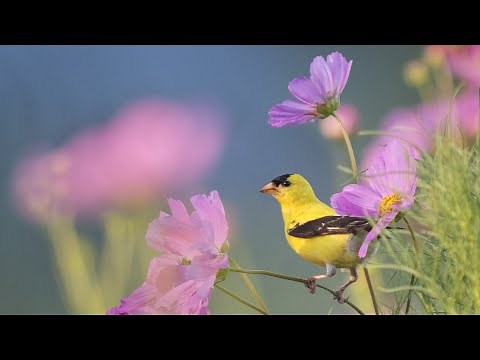 Beautiful Instrumental Music, Peaceful Relaxing Music " Morning Song Birds 8 Hours" by Tim Janis