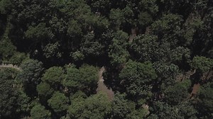 Forest aerial view - Free Stock Video