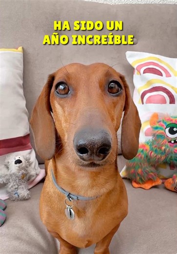 Celebrando el 2025 con Trufi-Lovers y Humor