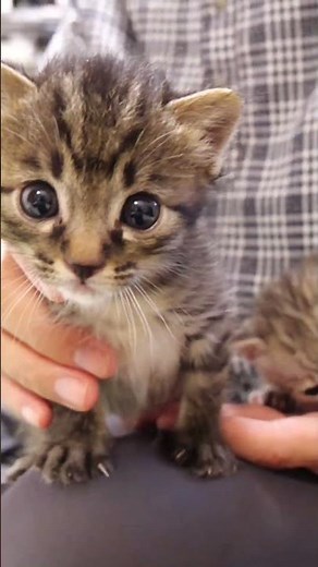 やんちゃ子猫のどアップカワイイ【赤ちゃん猫 保護猫】 #kitten #gatto #子ネコ #cat #好きな子猫 #cute #meow #エウレカねこ部 #子猫